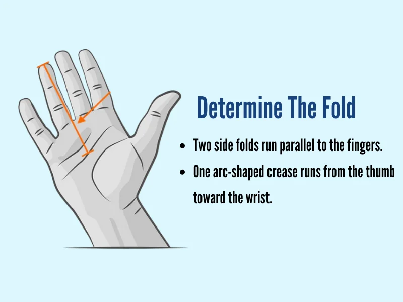 Two side folds run parallel to the fingers.

One arc-shaped crease runs from the thumb
toward the wrist.
